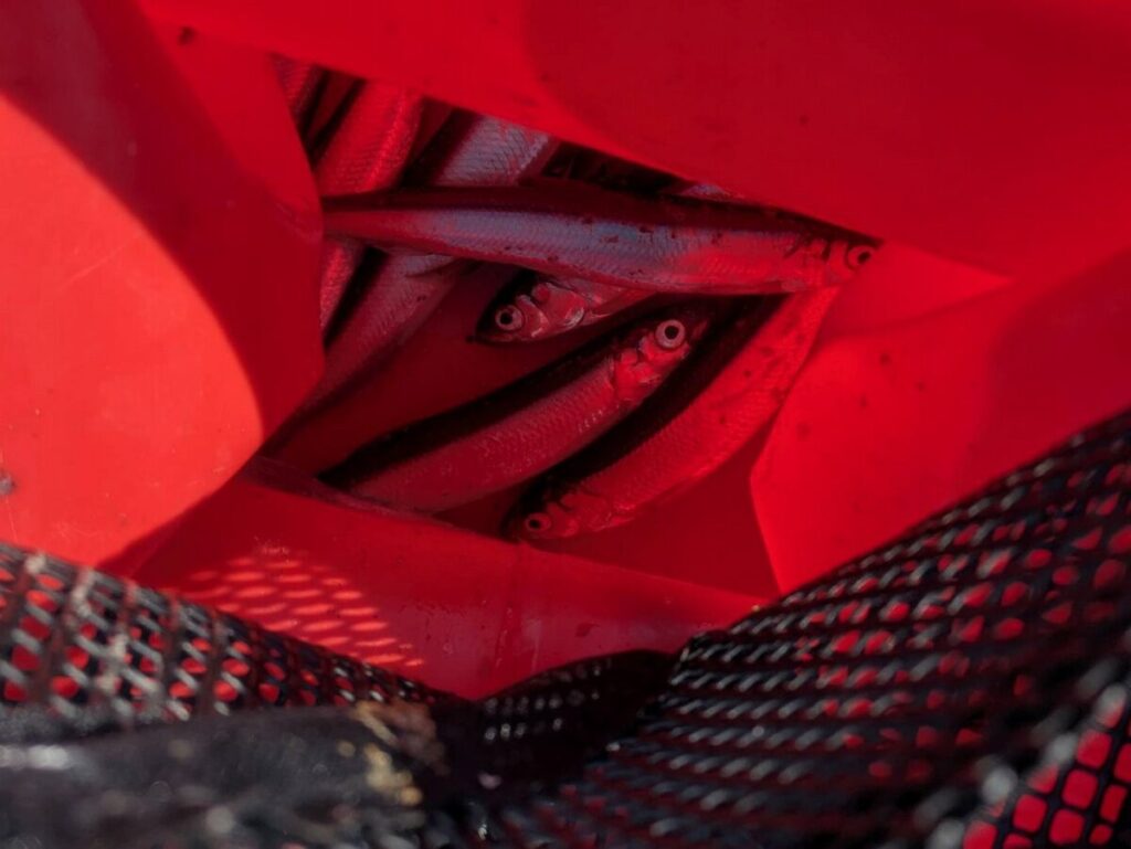 バケツに入った複数のチカ