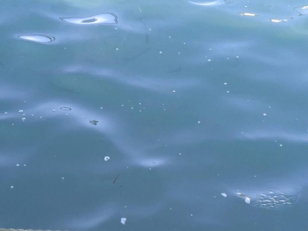 巻いたアミに寄って来るチカ