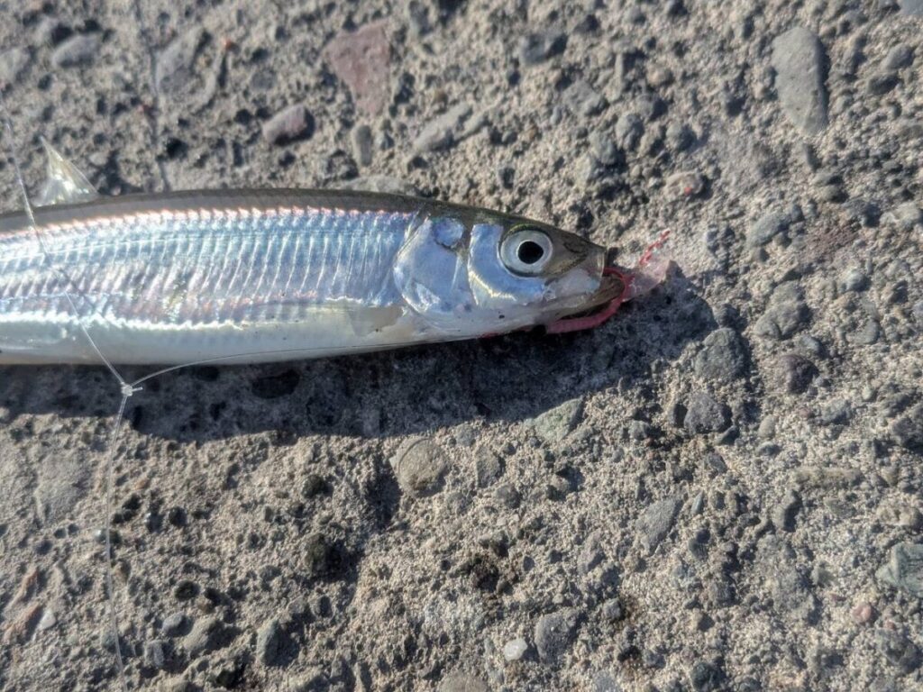 釣り上げられたチカと仕掛け