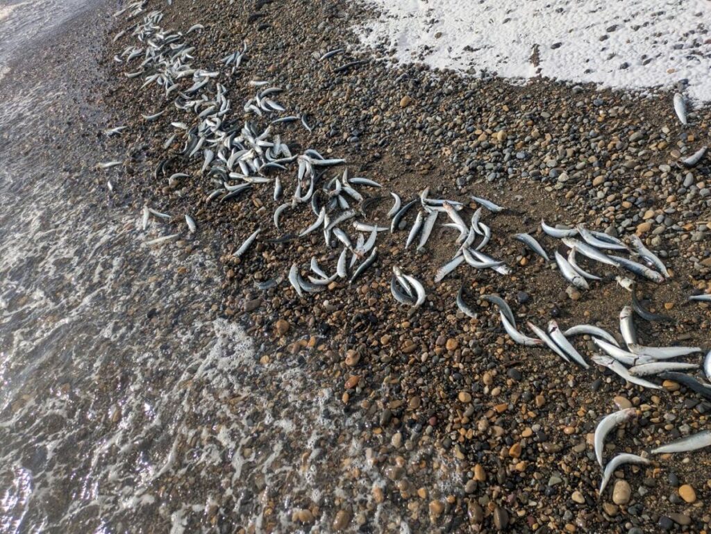 海岸に打ち寄せられた沢山のイワシ