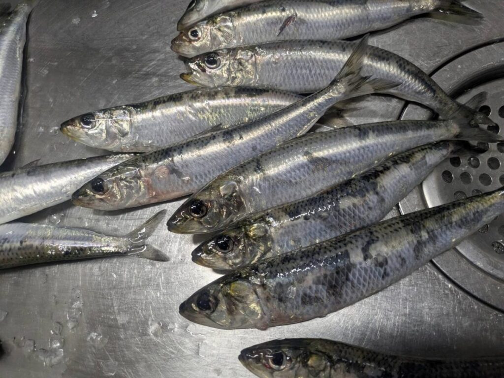 シンクの上に置かれたイワシ