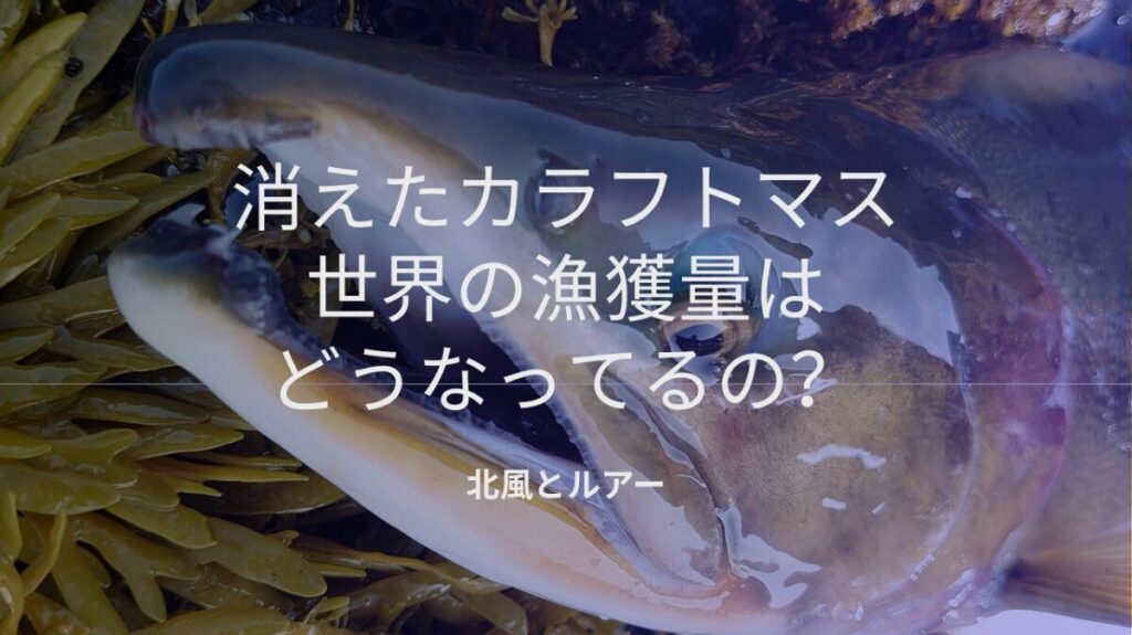 オスの鼻が曲がった遡上前のカラフトマスの画像
