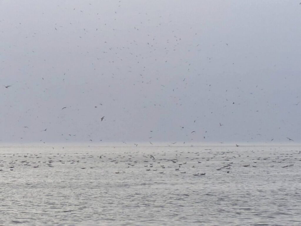 海に無数の海鳥が飛んでいる画像