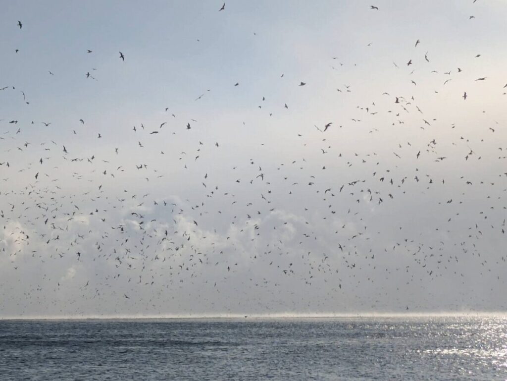 海に無数の海鳥が飛んでいる画像