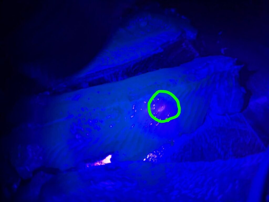 UVライトでイワシに寄生しているアニサキスを発見した様子