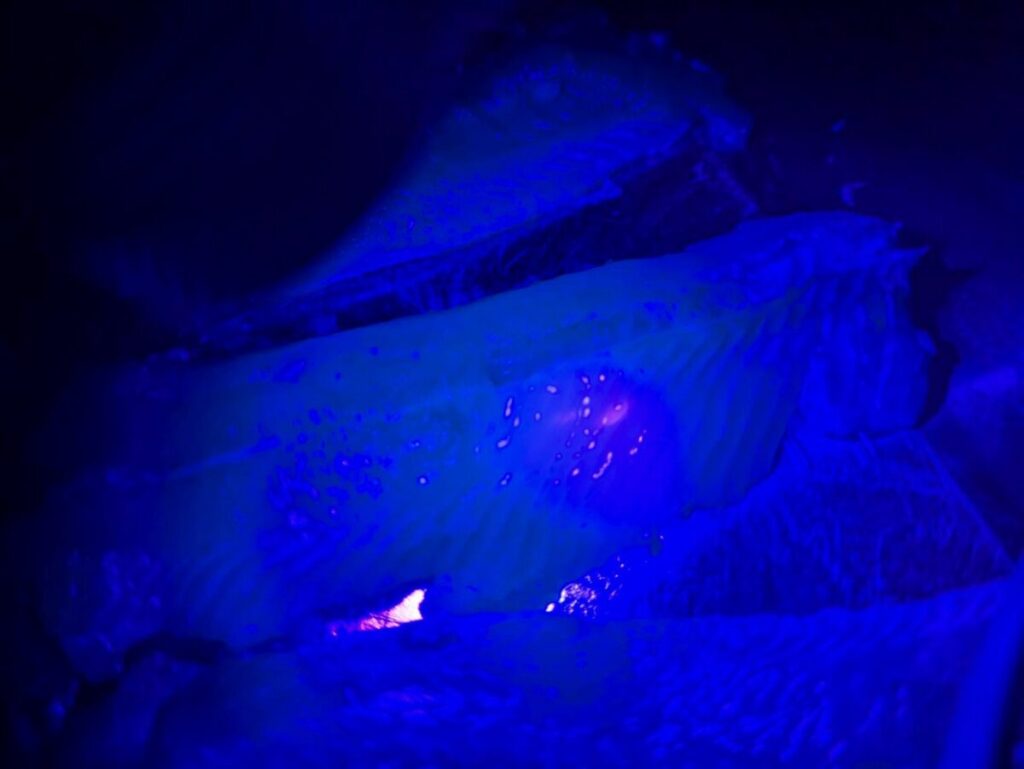 UVライトでイワシに寄生しているアニサキスを探している様子