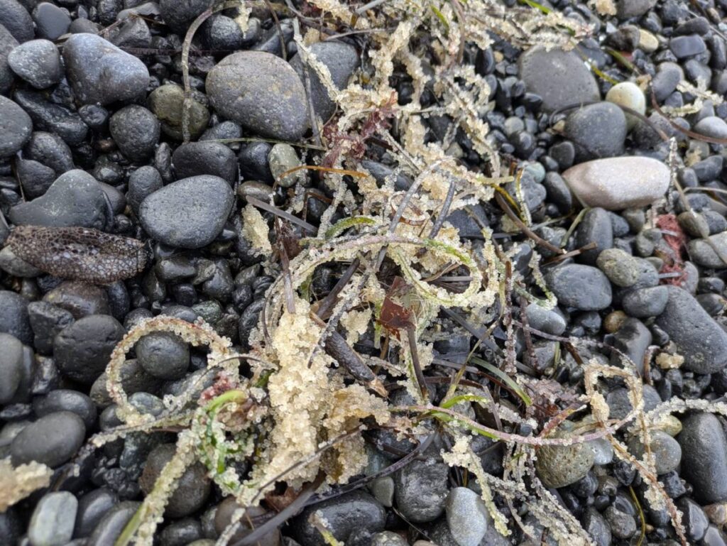 海藻に産み付けられたニシンの卵