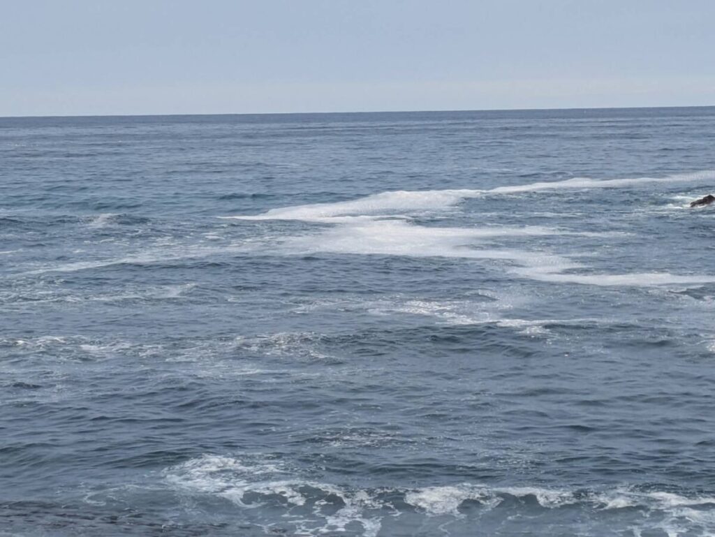 海が白く群来で濁っている