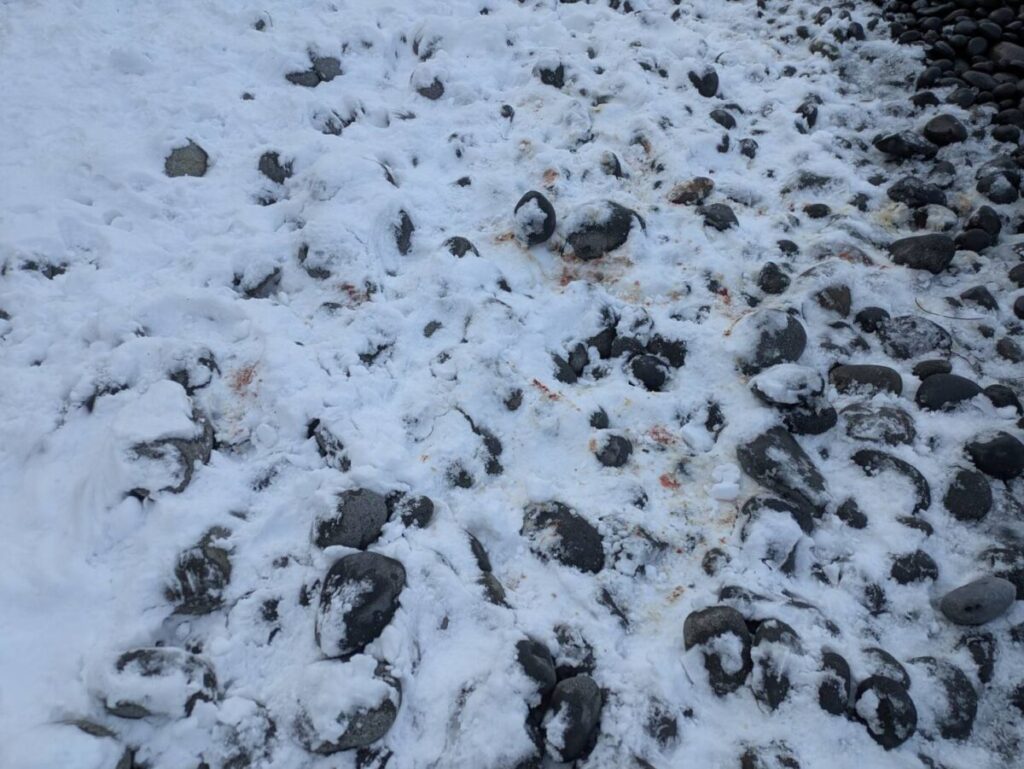 ニシンが釣り上げられ、雪にその痕跡が残っている