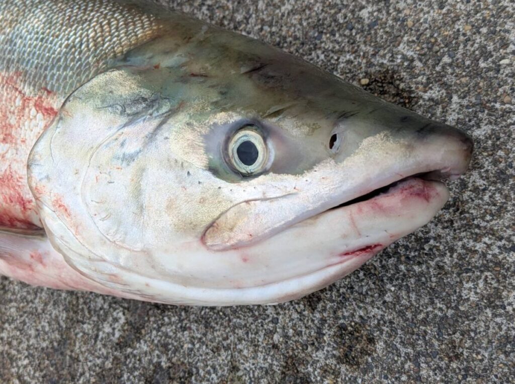 釣り上げられたサケ