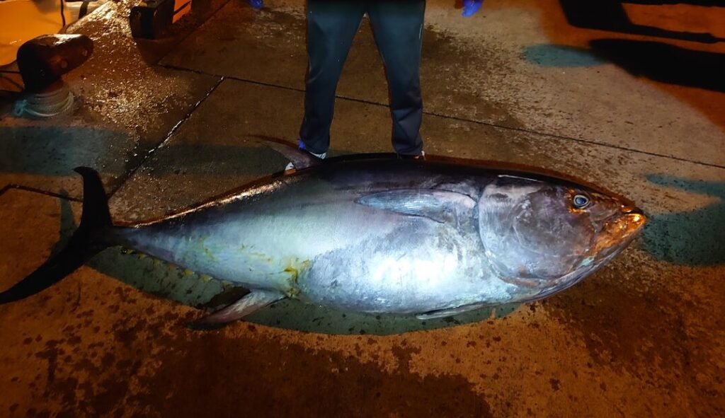 港で釣り上げられたマグロの画像
