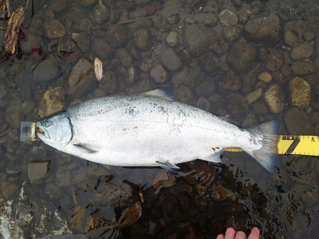 メジャーの上に置かれて計測されているサクラマス