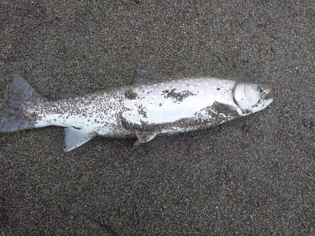 サーフで釣り上げられたアメマス