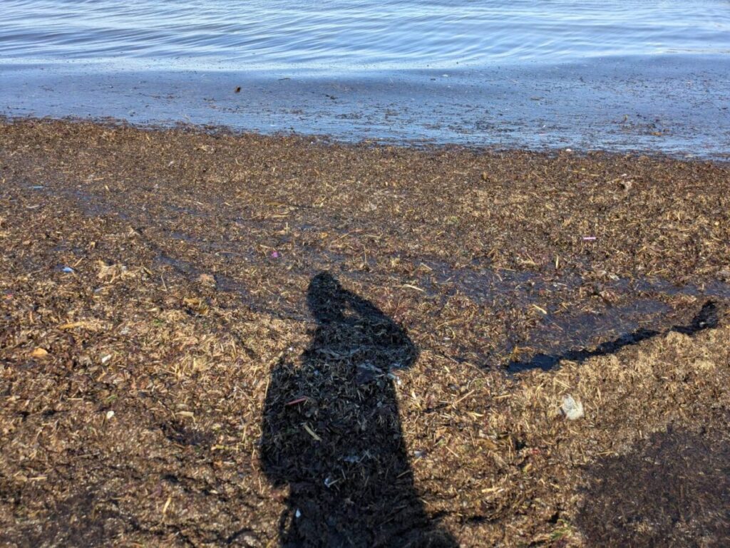 海に打ち上げられた沢山のゴミ