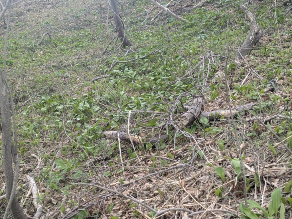 行者ニンニクが一面に自生している画像