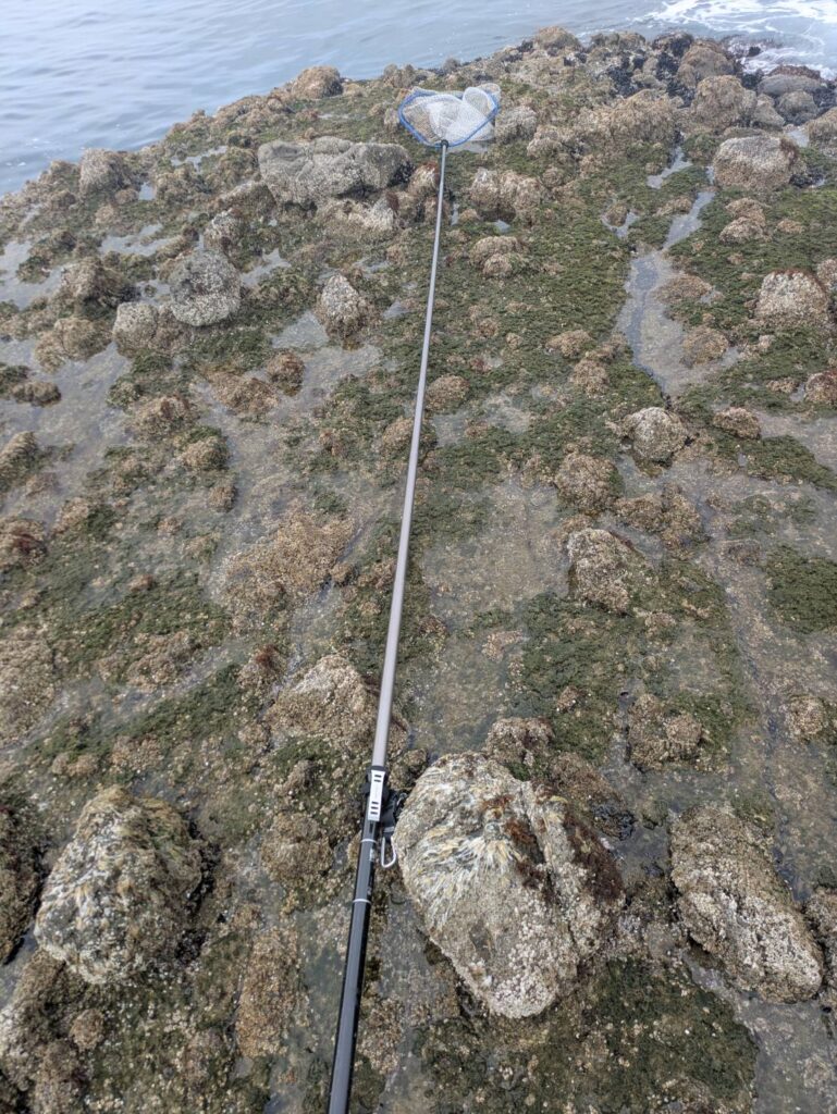 磯で伸ばしたタモの柄