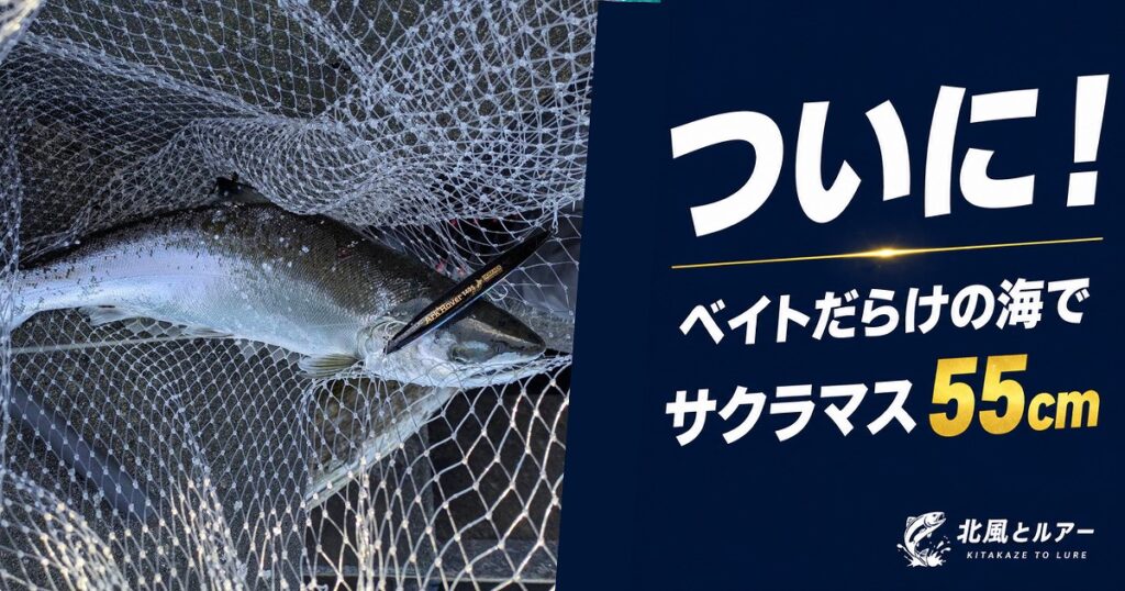 早朝のテトラポット上でタモに収まったサクラマス55cmを手にするシロ。ベイトが豊富な海でサイトフィッシングによりキャッチした釣行記のアイキャッチ画像。