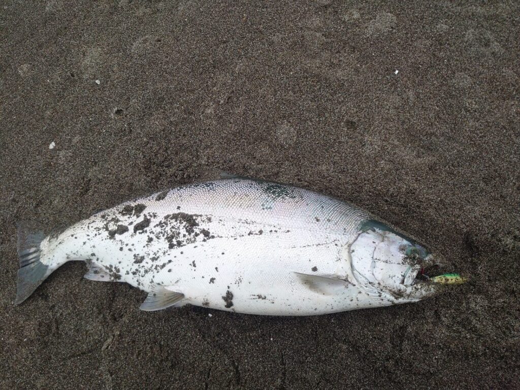 サーフで釣り上げられた５キロのサクラマス。ジグを咥えている。