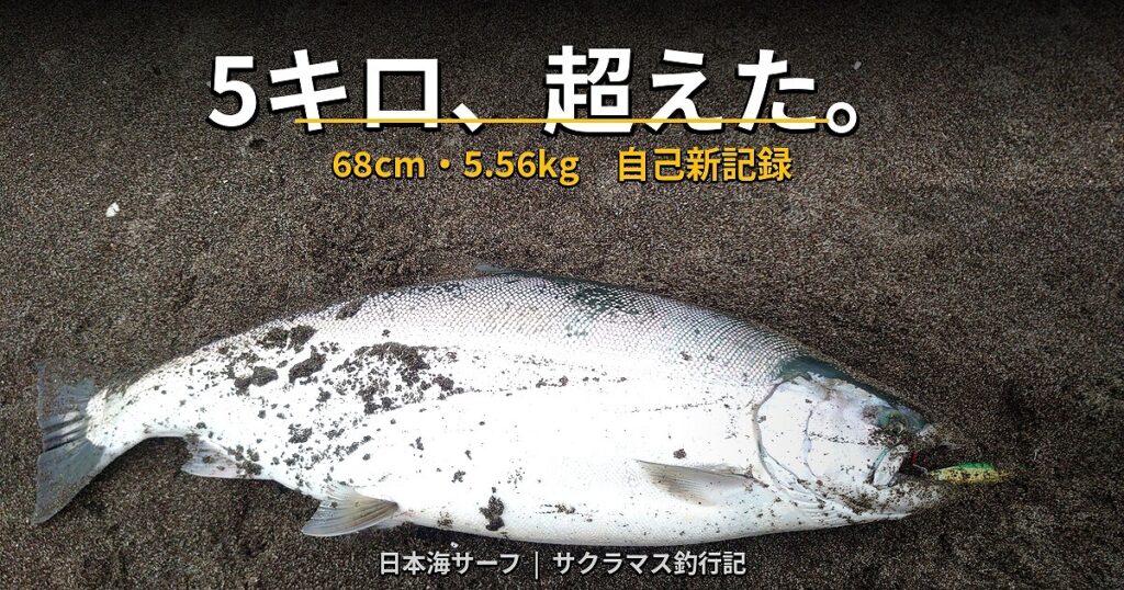 ５キロのサクラマスがサーフで釣りあげられているアイキャッチ画像