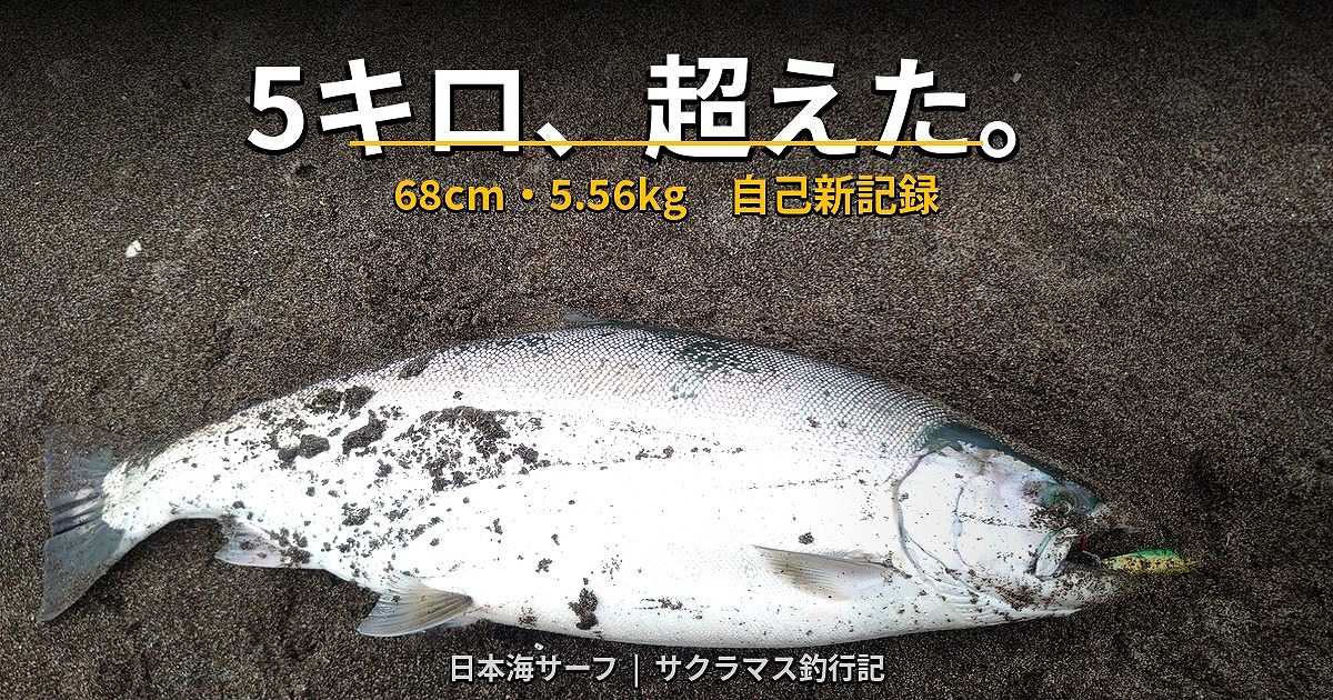 ５キロのサクラマスがサーフで釣りあげられているアイキャッチ画像