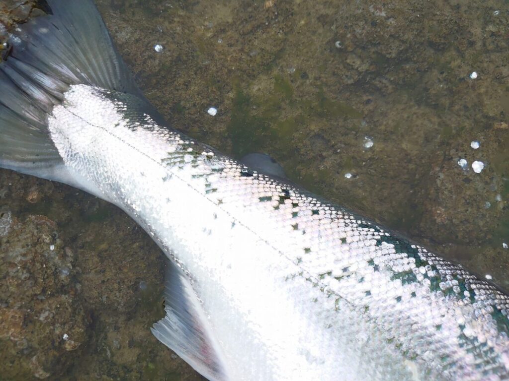 サクラマスの尾びれと剥がれたウロコ画像