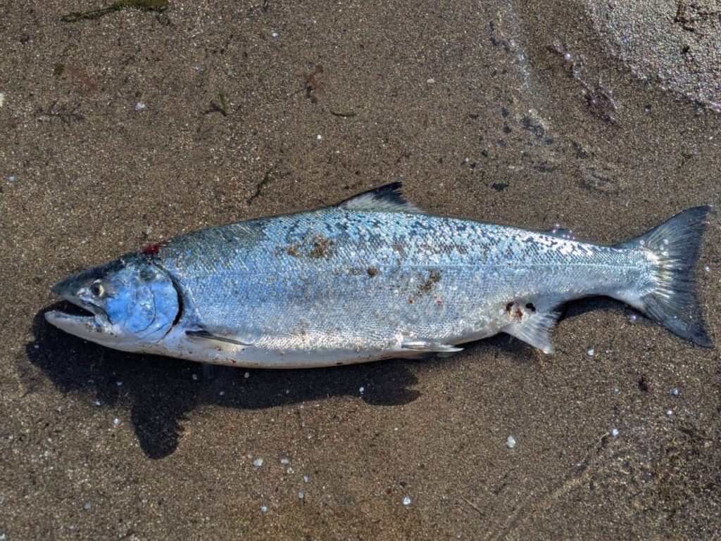 砂浜に横たわる釣り上げられたサクラマス
