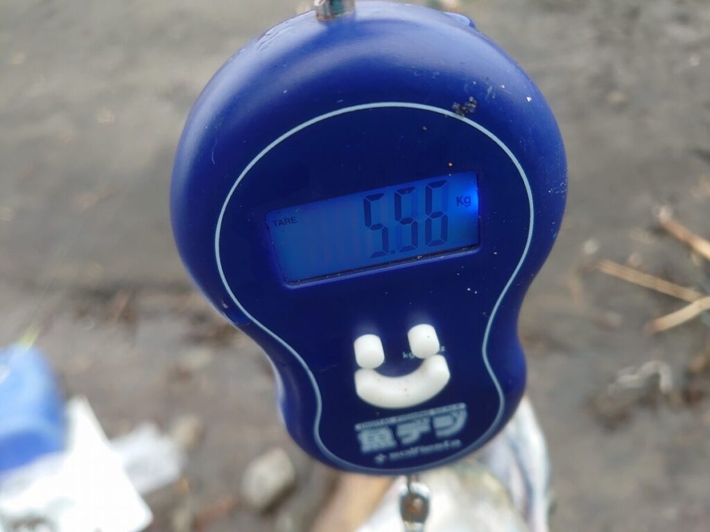 重量計で測定されている画像。5.56キロを指している。