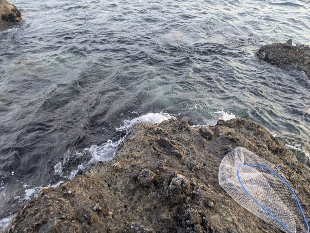 透き通った海と磯の上に置かれたタモの画像