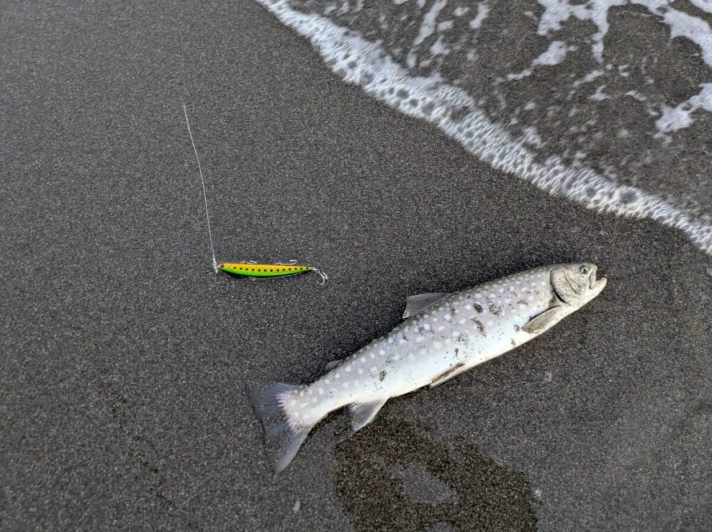 釣り上げられたアメマスが砂浜に横たわる。横にジャクソンアスリート12SSPが置かれる画像。