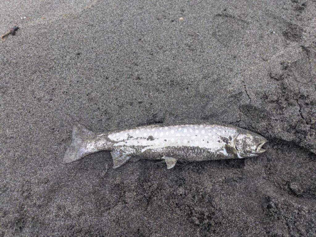 砂浜で釣り上げられた海アメマスの画像