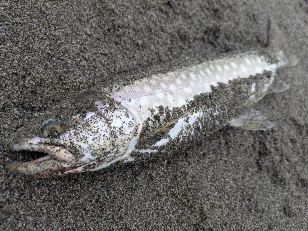 砂浜で釣り上げられた海アメマスの画像