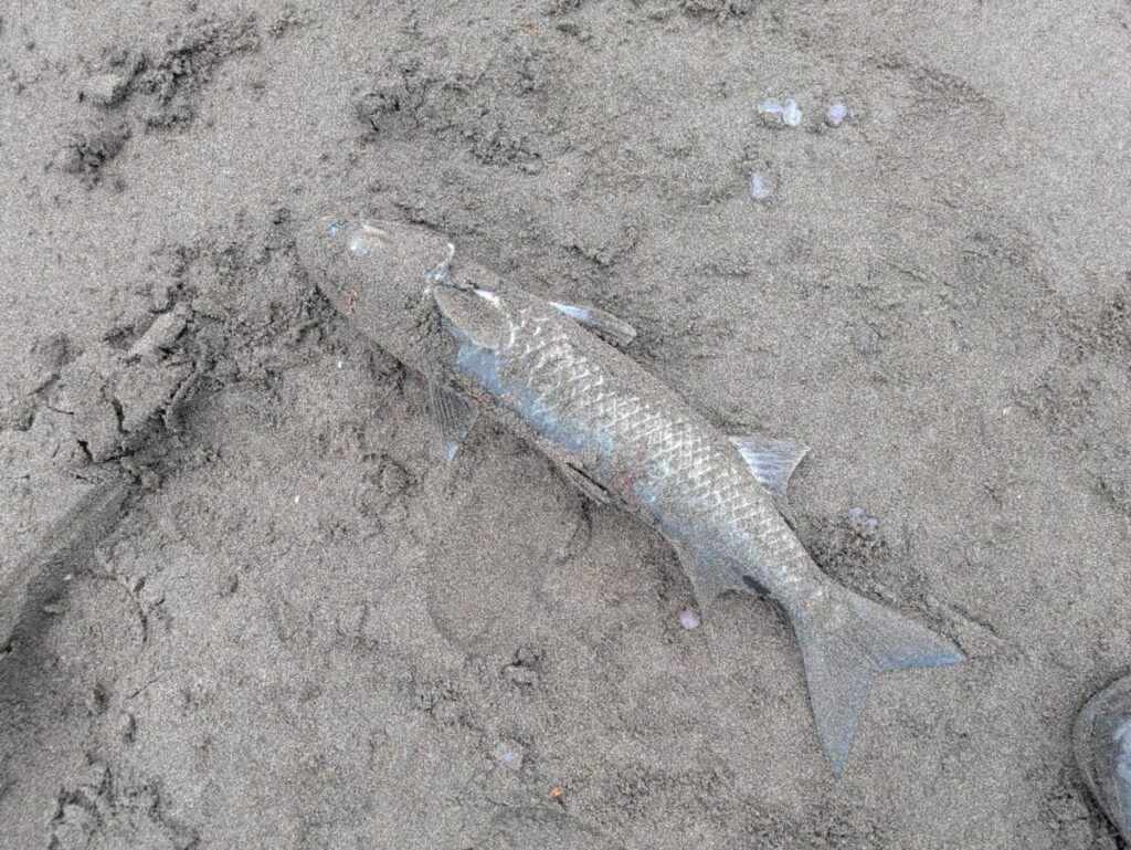 砂浜で釣り上げられたボラ画像