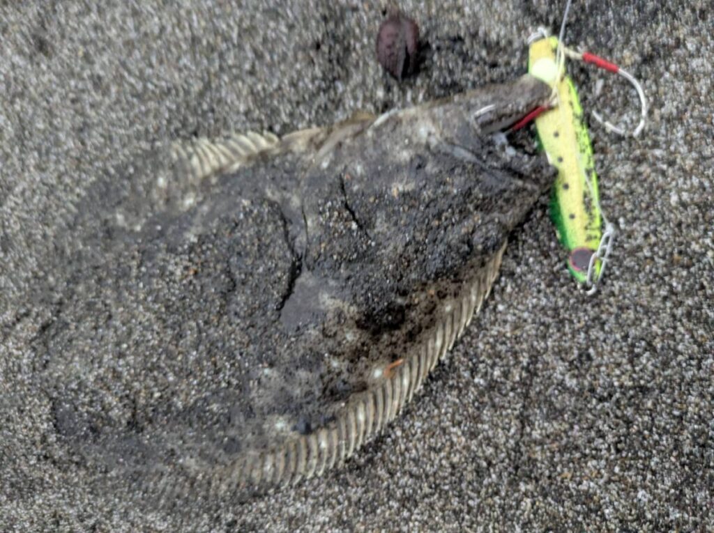 砂浜で釣り上げられたヒラメ、ジグを咥えている画像