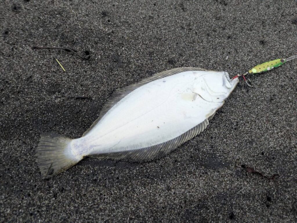 砂浜で釣り上げられたヒラメ、ジグを咥えている画像
