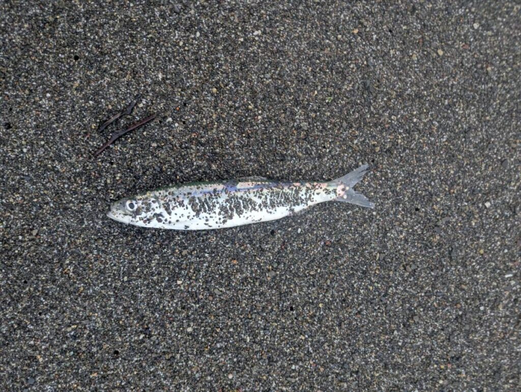 砂浜に打ち上げられたイワシ画像