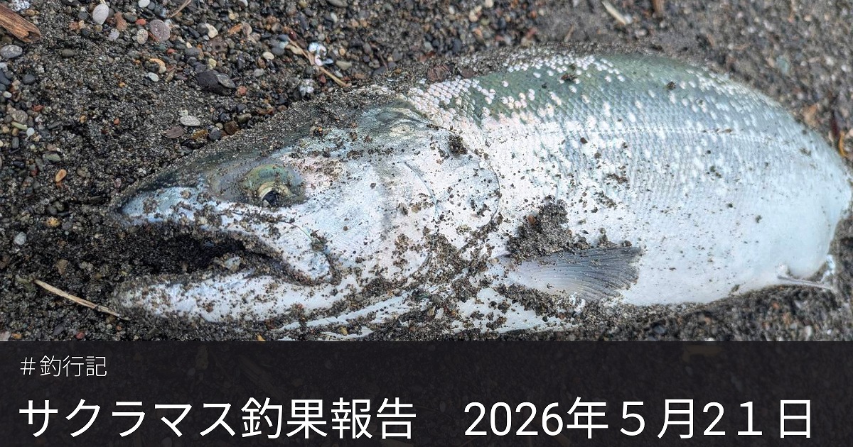 北海道のサーフで釣り上げたサクラマス。2026年初夏のサクラマス釣り釣行を紹介するアイキャッチ画像。