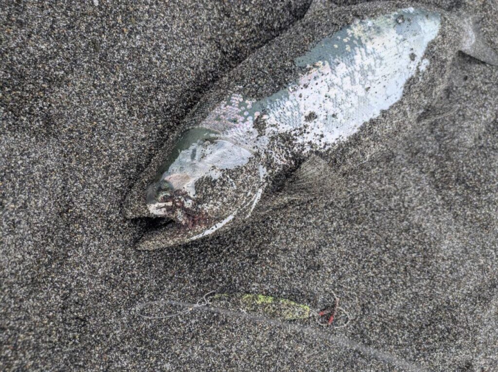 釣り上げられたサクラマスが砂浜でルアーと一緒に横たわる画像