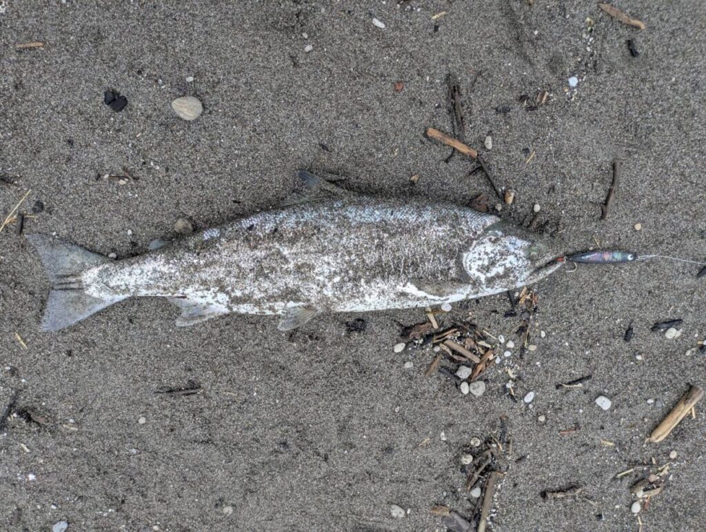 釣り上げられたサクラマス。
ルアーを咥え砂浜に横たわる画像
