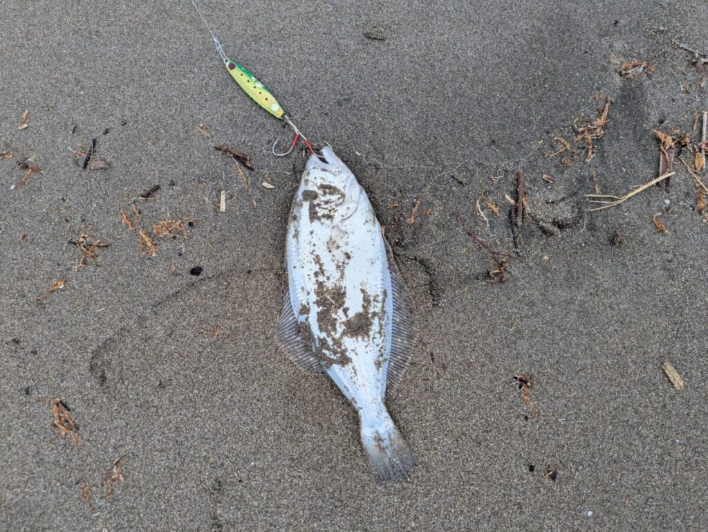 砂浜で釣り上げられたヒラメ、ジグを咥えている画像