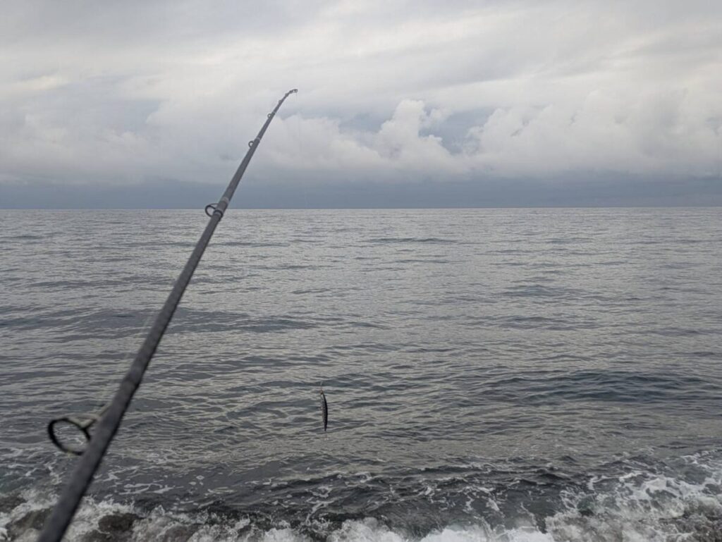 アスリート12SSＰをロッドにつけて、海に構えている画像