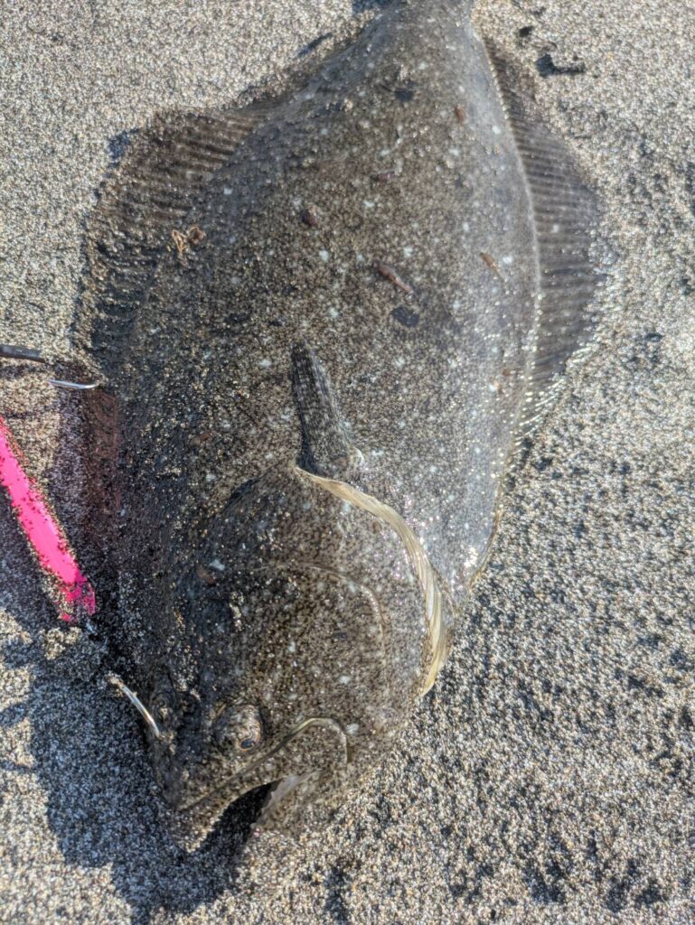 フジワラのヒットマンで釣れた今日一番大きなヒラメ。