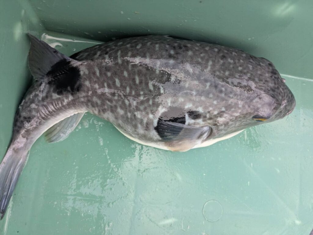 釣り上げられたまんまると太った大きな布武