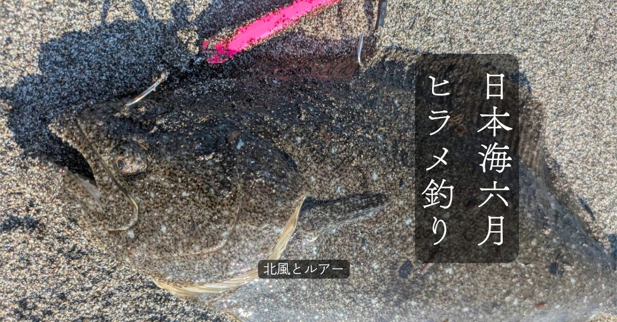日本海でサーフで釣れたヒラメのアイキャッチ画像