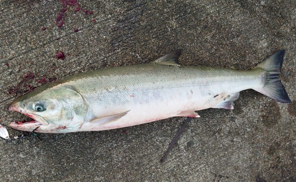 浮きルアーで釣られたサケ。口にルアーを咥えている画像