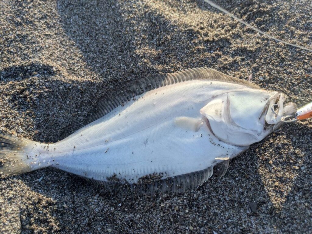 日本海で釣れた2枚目のソゲ。最初よりサイズアップ