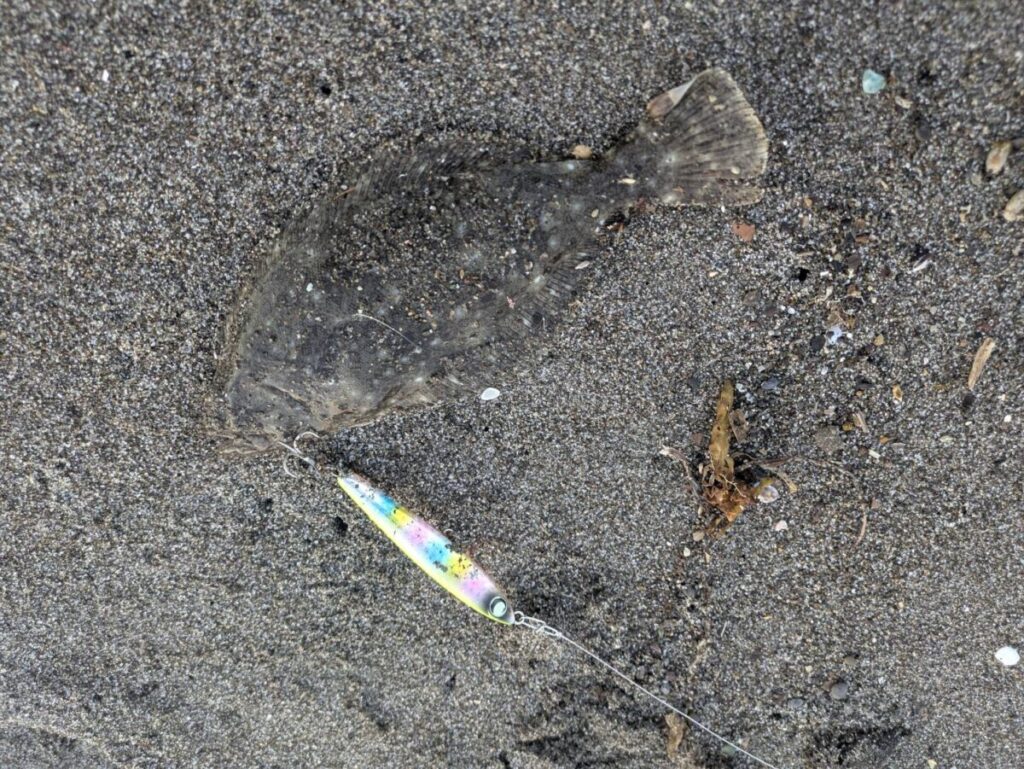 日本海で釣れたソゲ