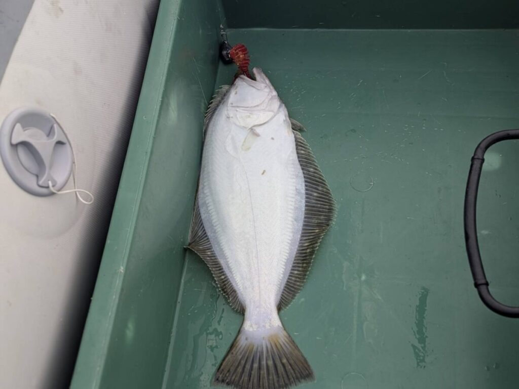 釣り上げられたヒラメ。ワームを咥えている