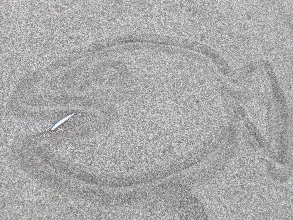 砂浜に描いた大きなヒラメ。ルアーを口元においてバイトしている様子が描かれている。