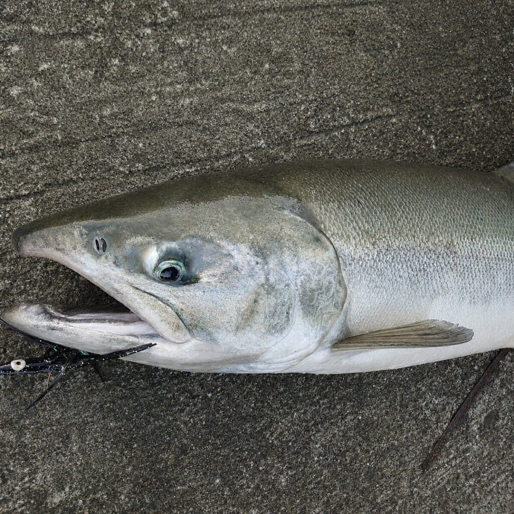 釣り上げられた直後のサケ