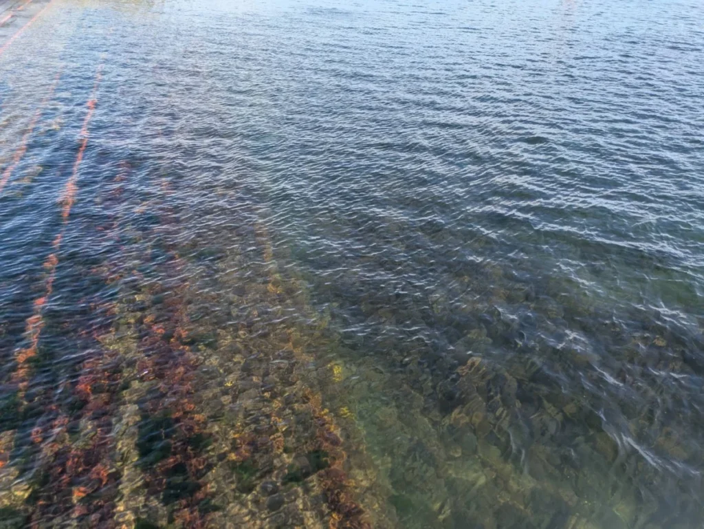 礼文島のカラフトマスポイント画像その2。水中にカラフトマスは見えない。